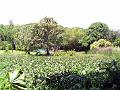 28 - Jardin des eaux 035